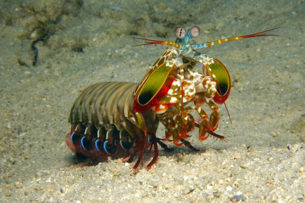 Rainbow mantis shrimp (Odontodactylus scyllarus). New Britain Island, Papua New Guinea. Solomon sea. Date: 23/01/2008.