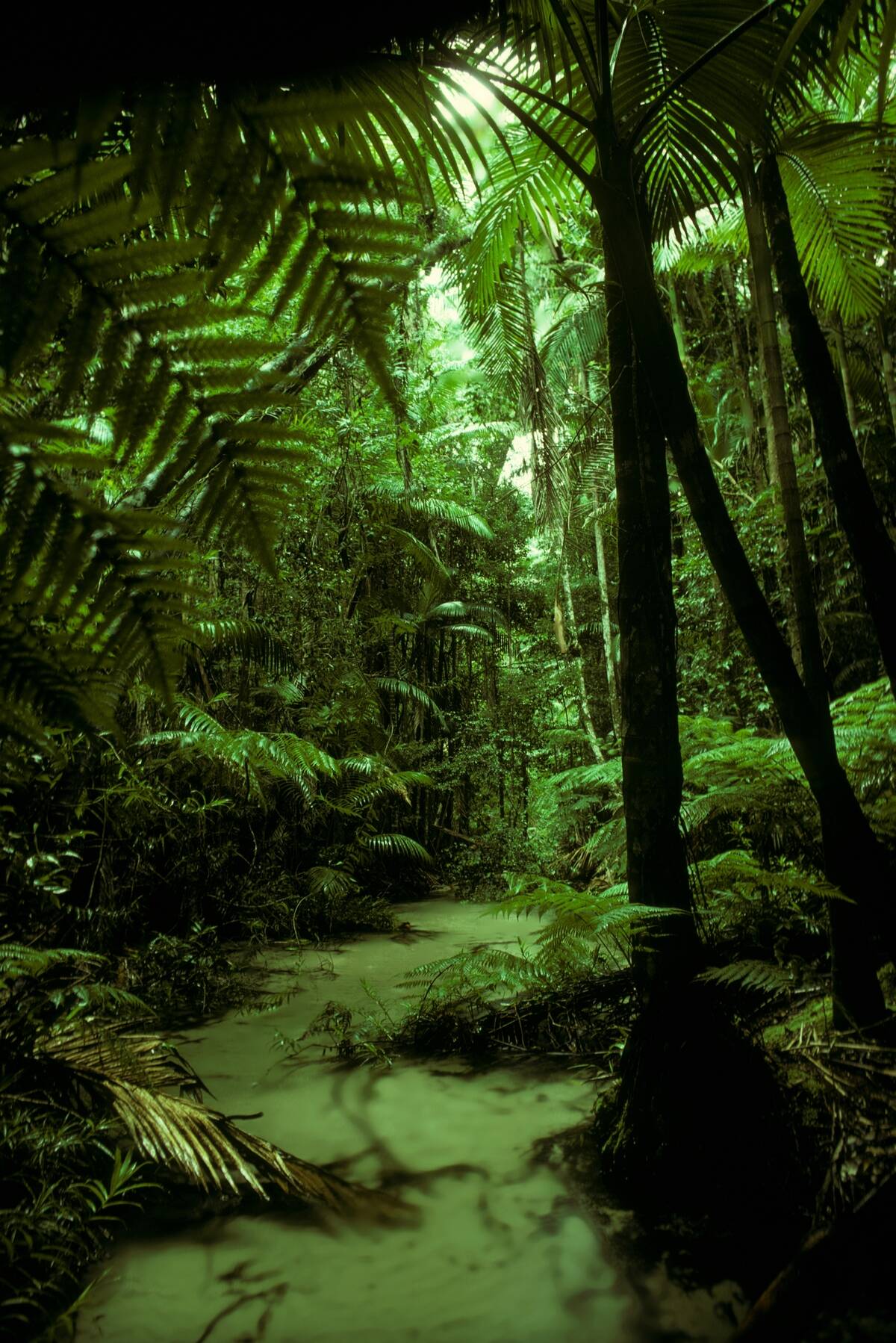 Rainforest: