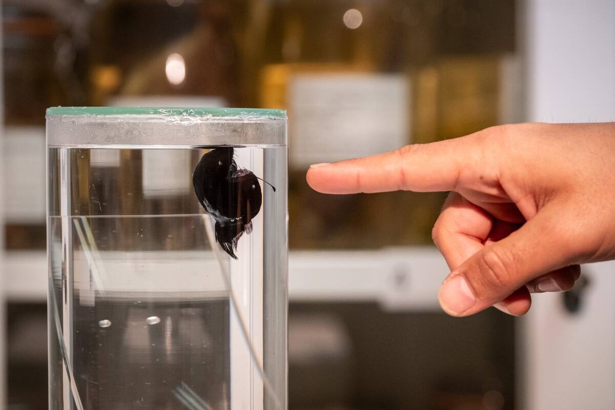 Rare deep-sea anglerfish seen for first time in broad daylight near the coast of Tenerife