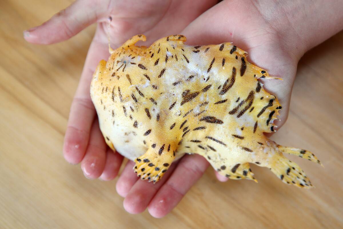 Rare Striped Anglerfish Found On New Zealand Beach