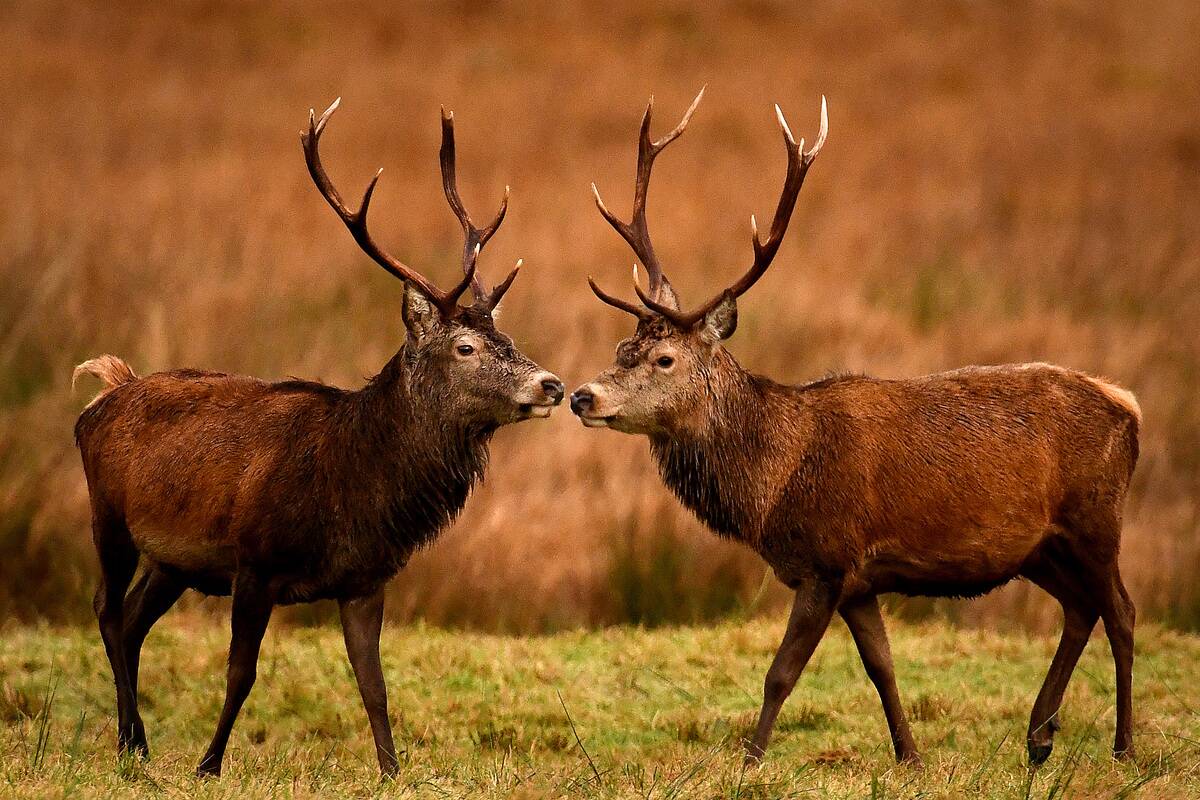 Red Deer At Glen Etive