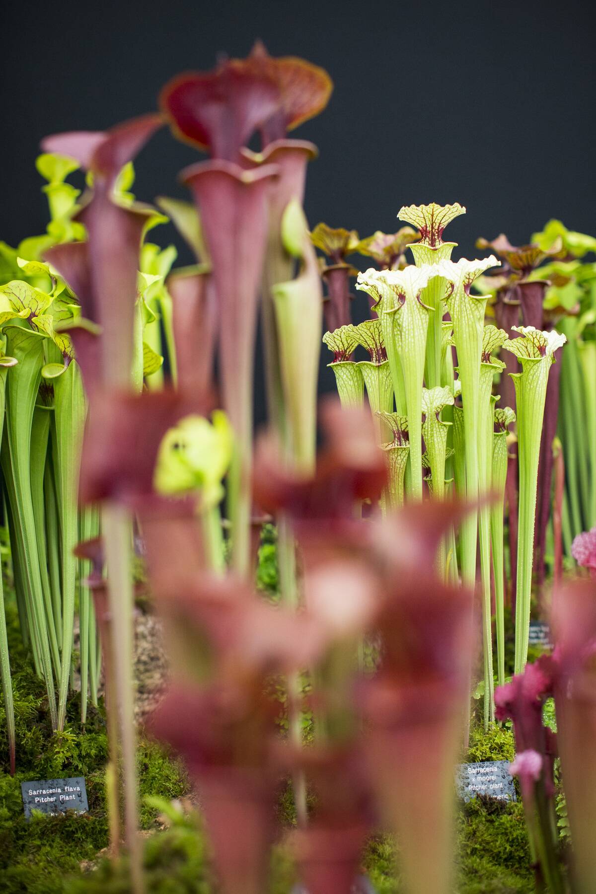 RHS Chelsea Flower Show Basks In Sunshine For Its Press Day Launch