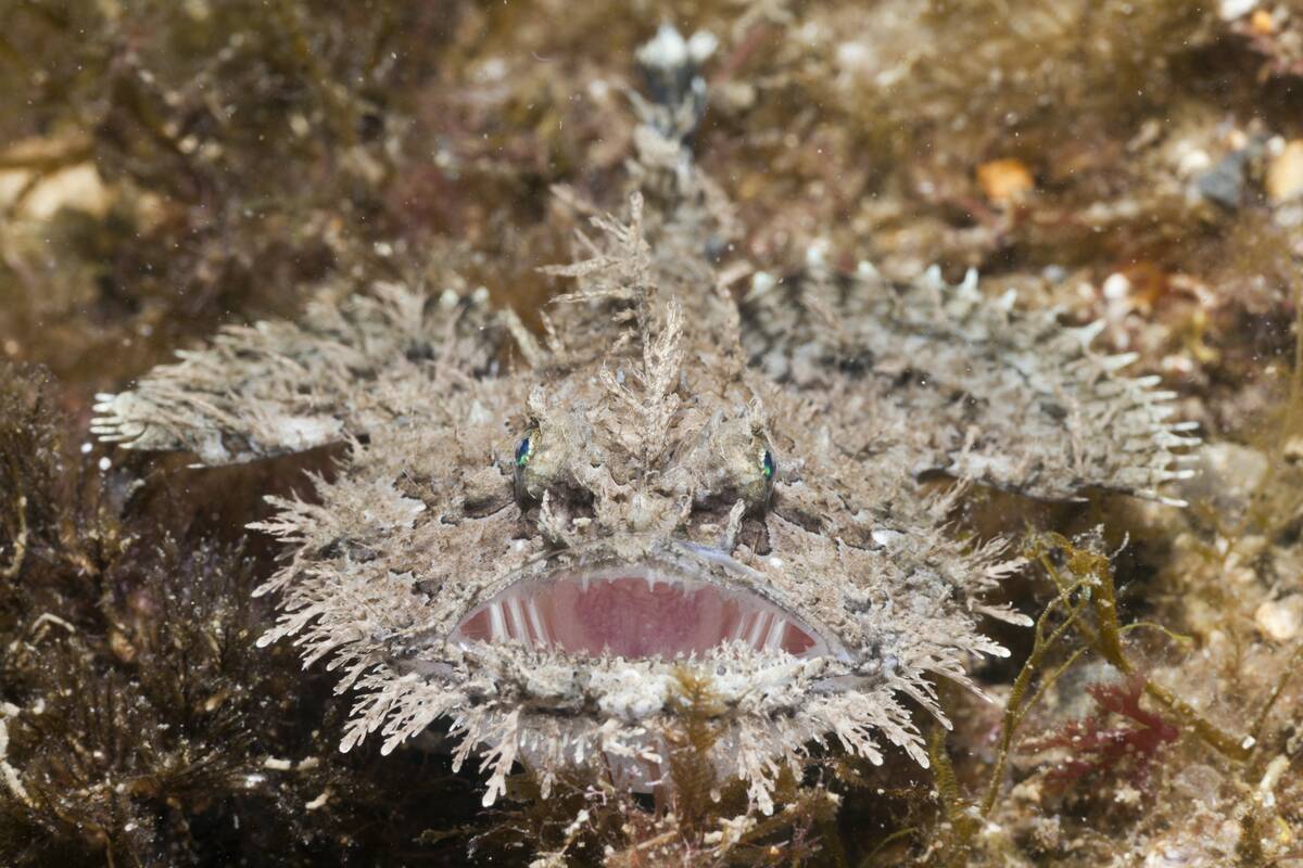 Short-spined Anglerfish, Lophius budegassa, Cap de Creus, Costa Brava, Spain