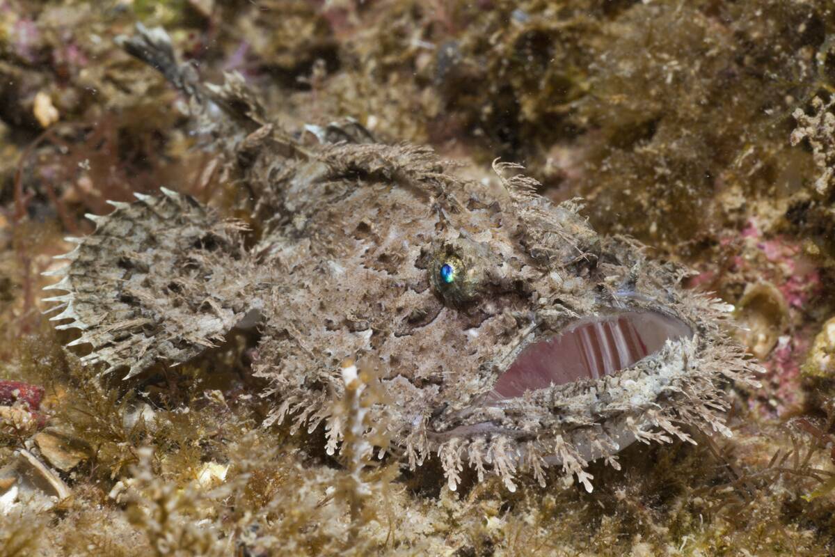 Short-spined Anglerfish, Lophius budegassa, Cap de Creus, Costa Brava, Spain