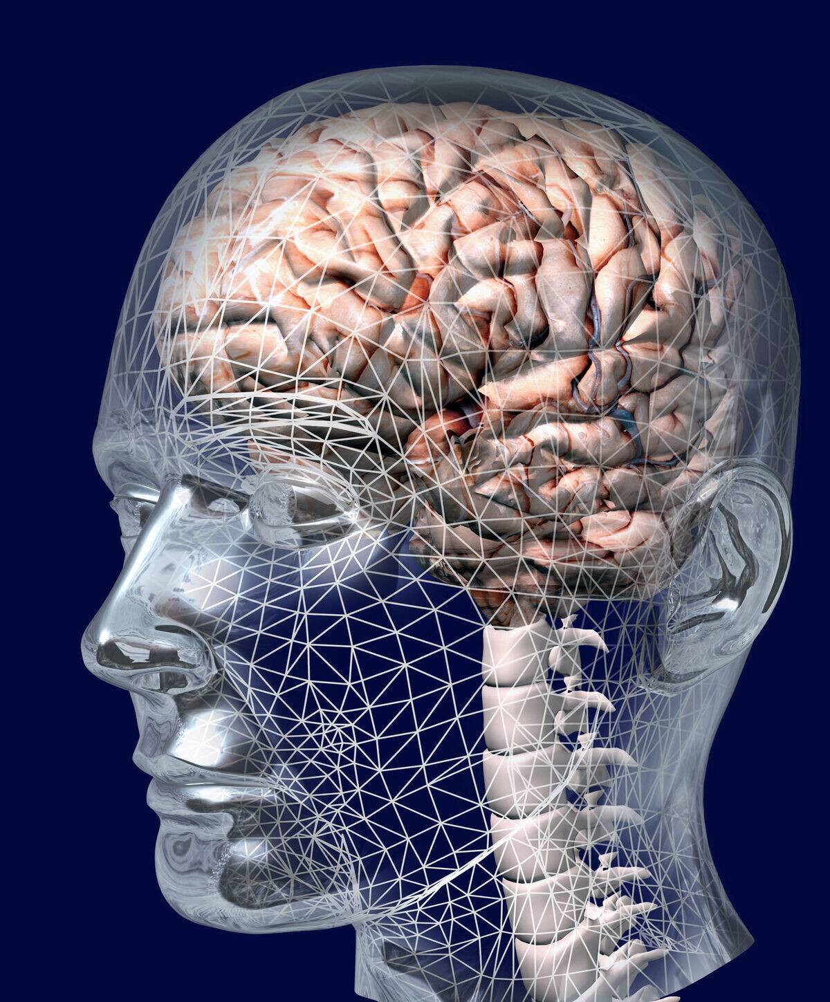 Side view of the human brain.