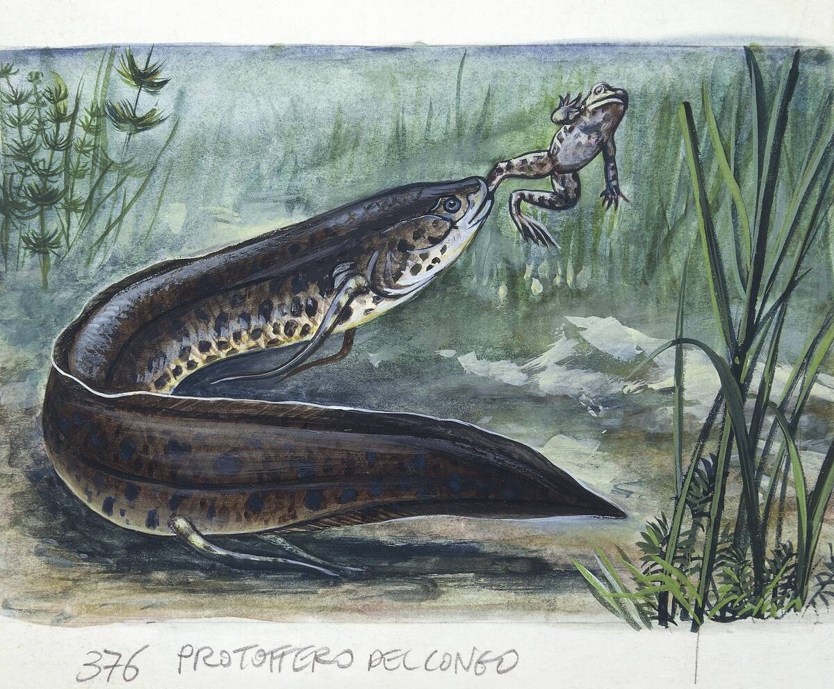 Slender lungfish (Protopterus dolloi) attacking frog, illustration