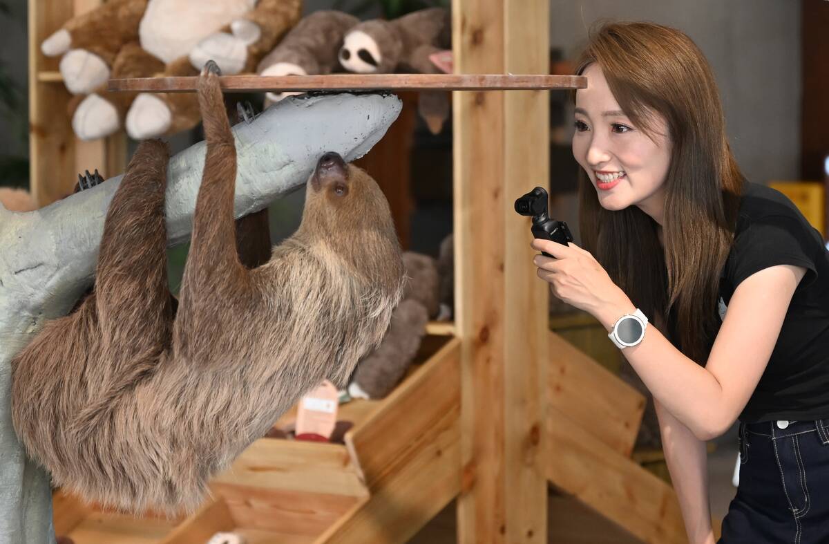 Sloth Cafe Attracts Pet Lovers In Hangzhou