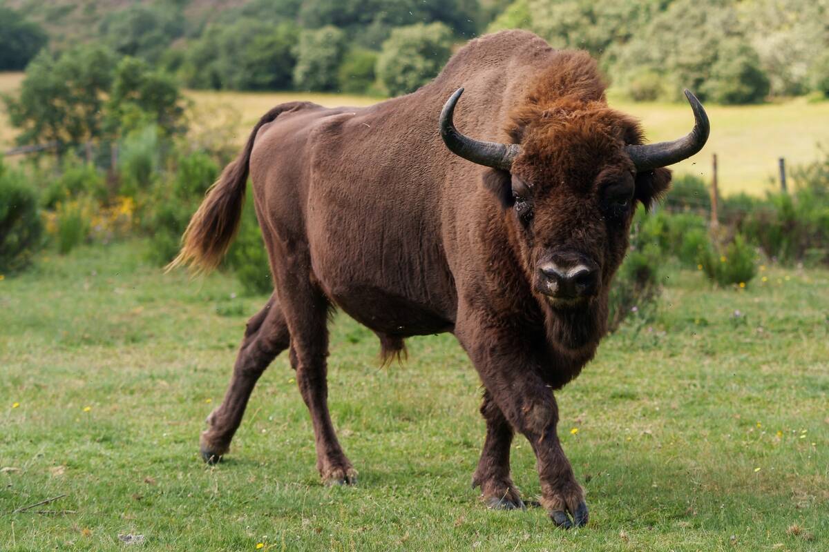 SPAIN-ENVIRONMENT-WILDFIRES-ANIMAL