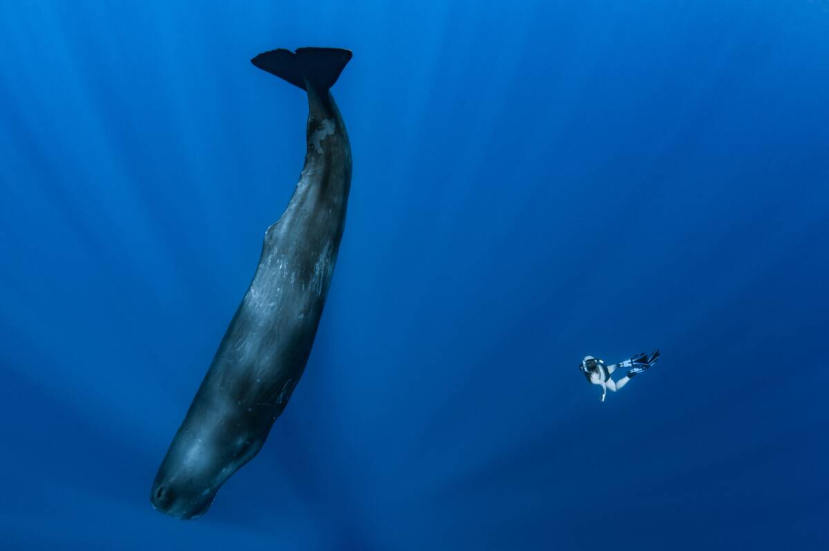 Sperm Whale : Illustration