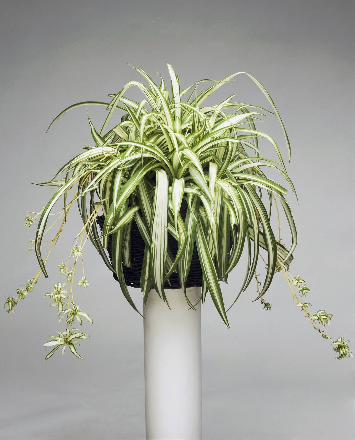 Spider plant, Airplane plant or Hen-and-chickens...