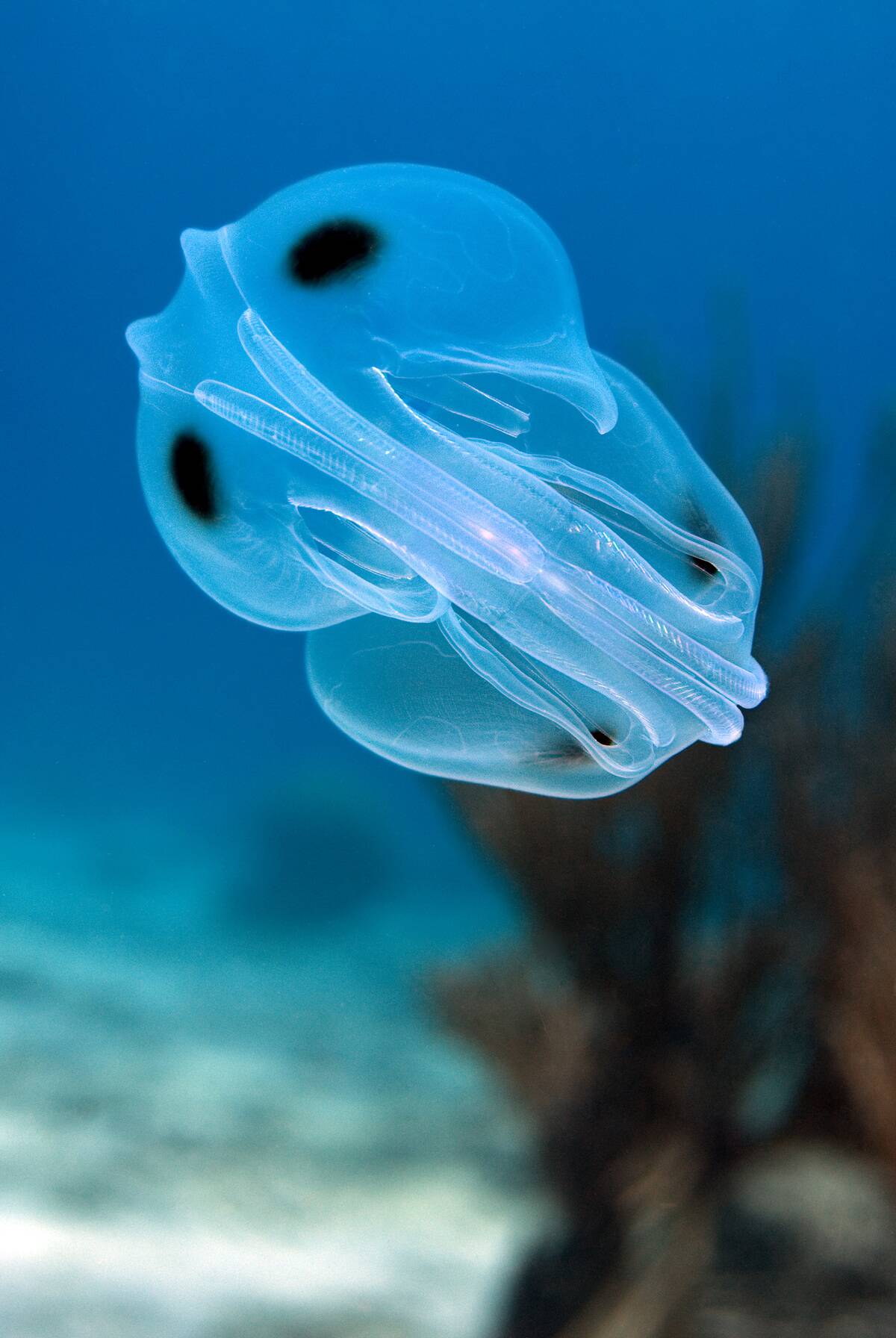 Spot-winged comb jelly over a sand flat Ocyropsis maculata Curacao, Netherlands Antilles