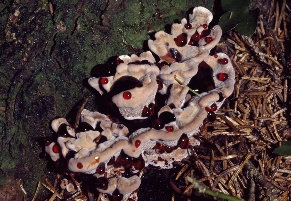 Strawberries and cream, Bleeding Hydnellum...