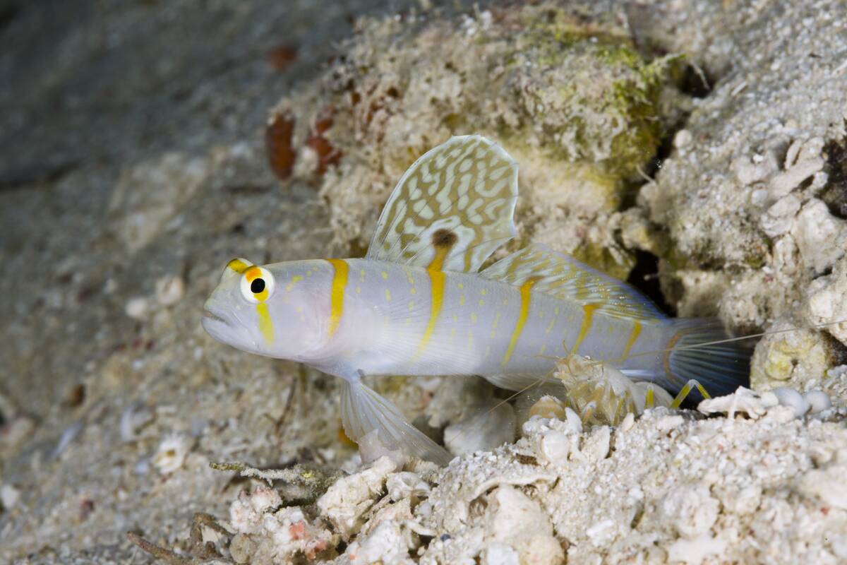 Symbiotic between Randalls Prawn-Goby and Pistol Shrimp, Amblyeleotris randalli, Alpheus rapicida, Turtle Cove, Micronesia, Palau
