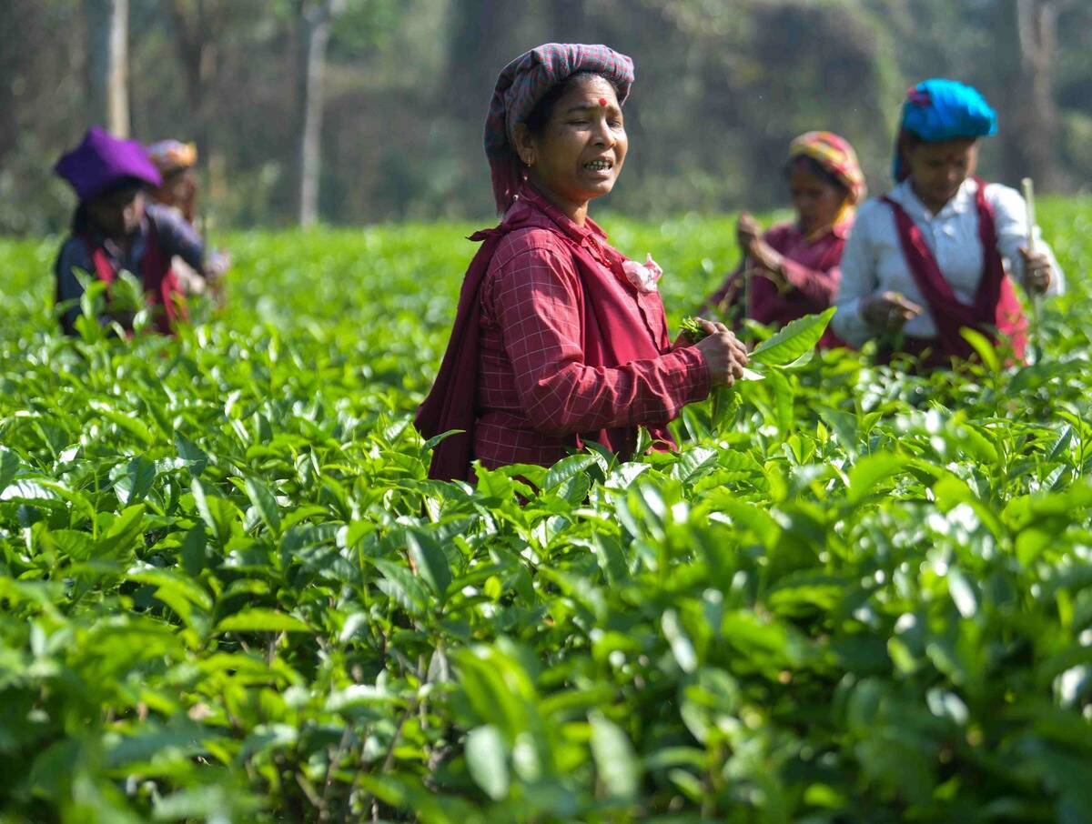 Tea estate workers plucking tea leaves