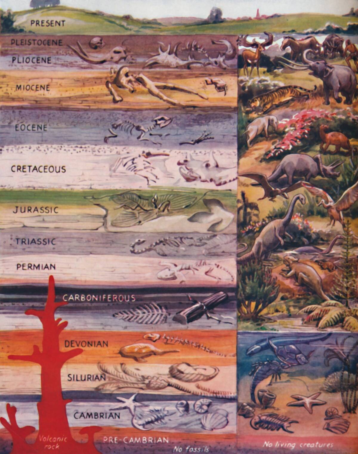 The Succession Of Life In The Rocks