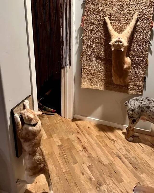 this-looks-like-an-art-installation-v0-mxtrxoeizkof1