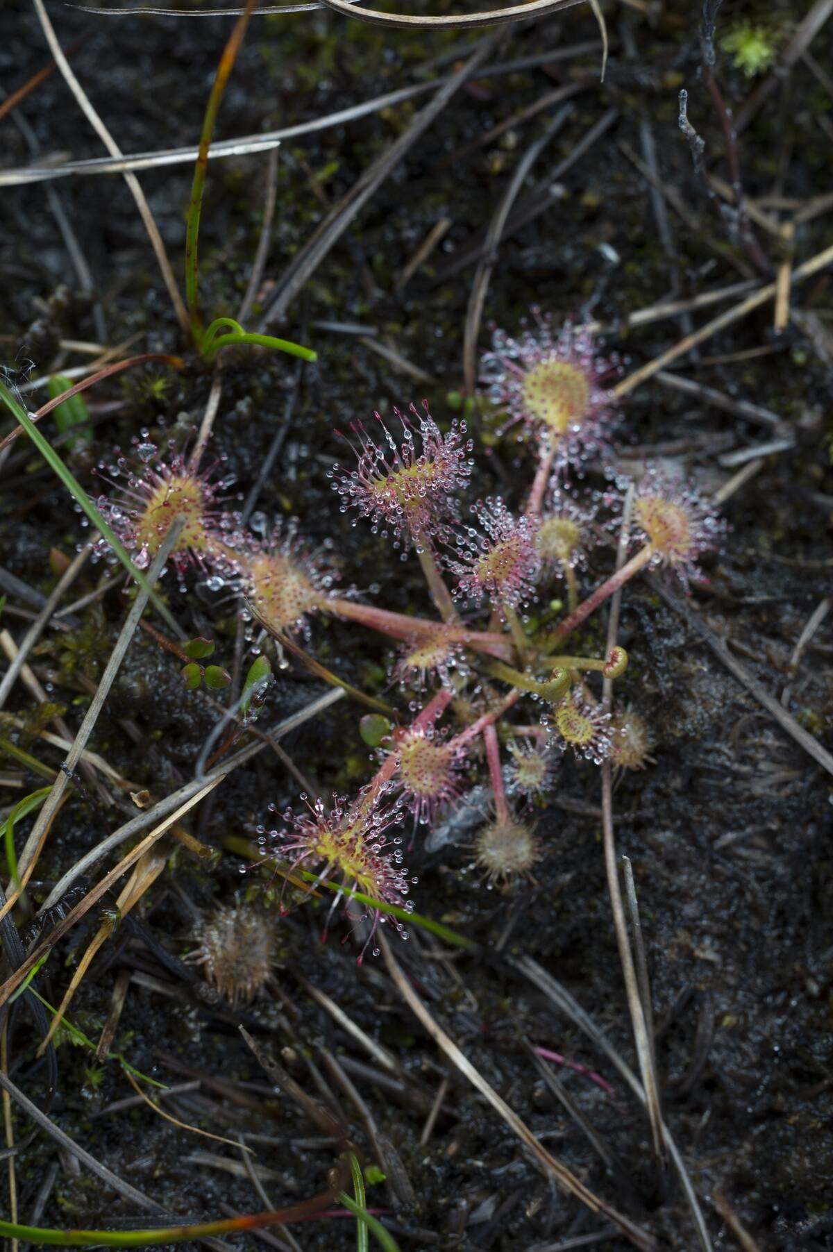 Tiny sundew plants (carnivorous plants) growing in bog (...