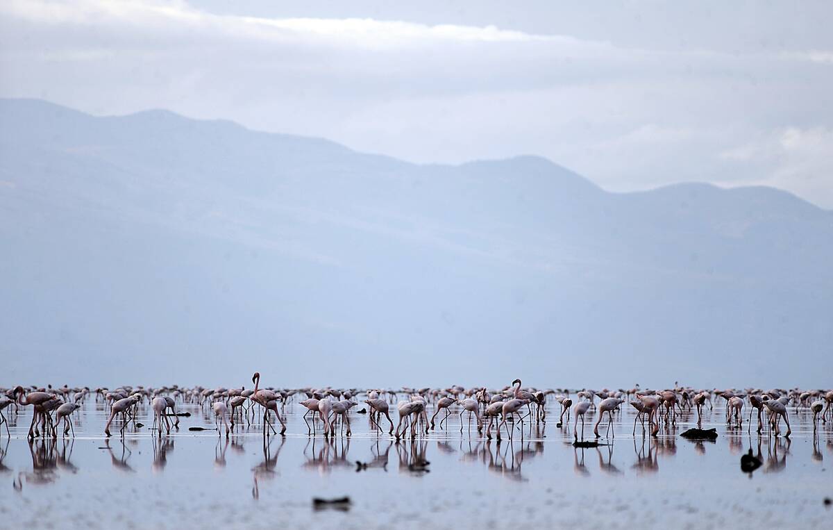 TO GO WITH AFP STORY BY HELEN VESPERINI-