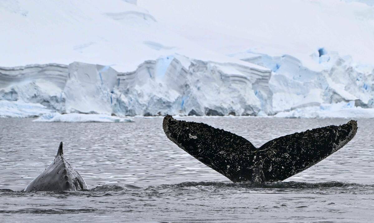 TOPSHOT-ANTARCTICA-COLOMBIA-ENVIRONMENT-SCIENCE-ANIMAL-RESEARCH-WHALES