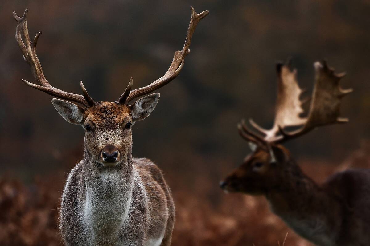 TOPSHOT-BRITAIN-ANIMALS-NATURE-DEER