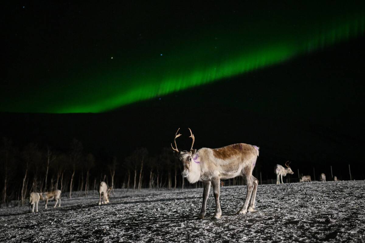 TOPSHOT-NORWAY-ANIMALS-REINDEER