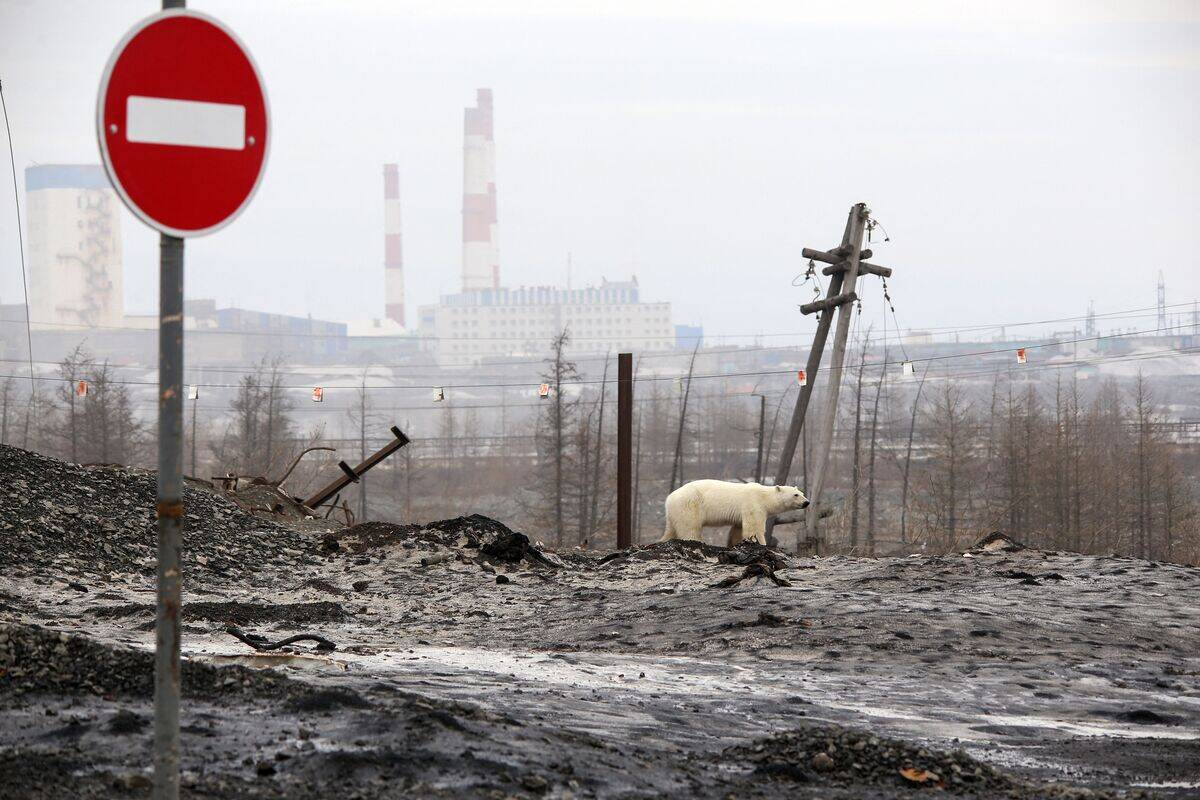 TOPSHOT-RUSSIA-ANIMAL-ENVIRONMENT