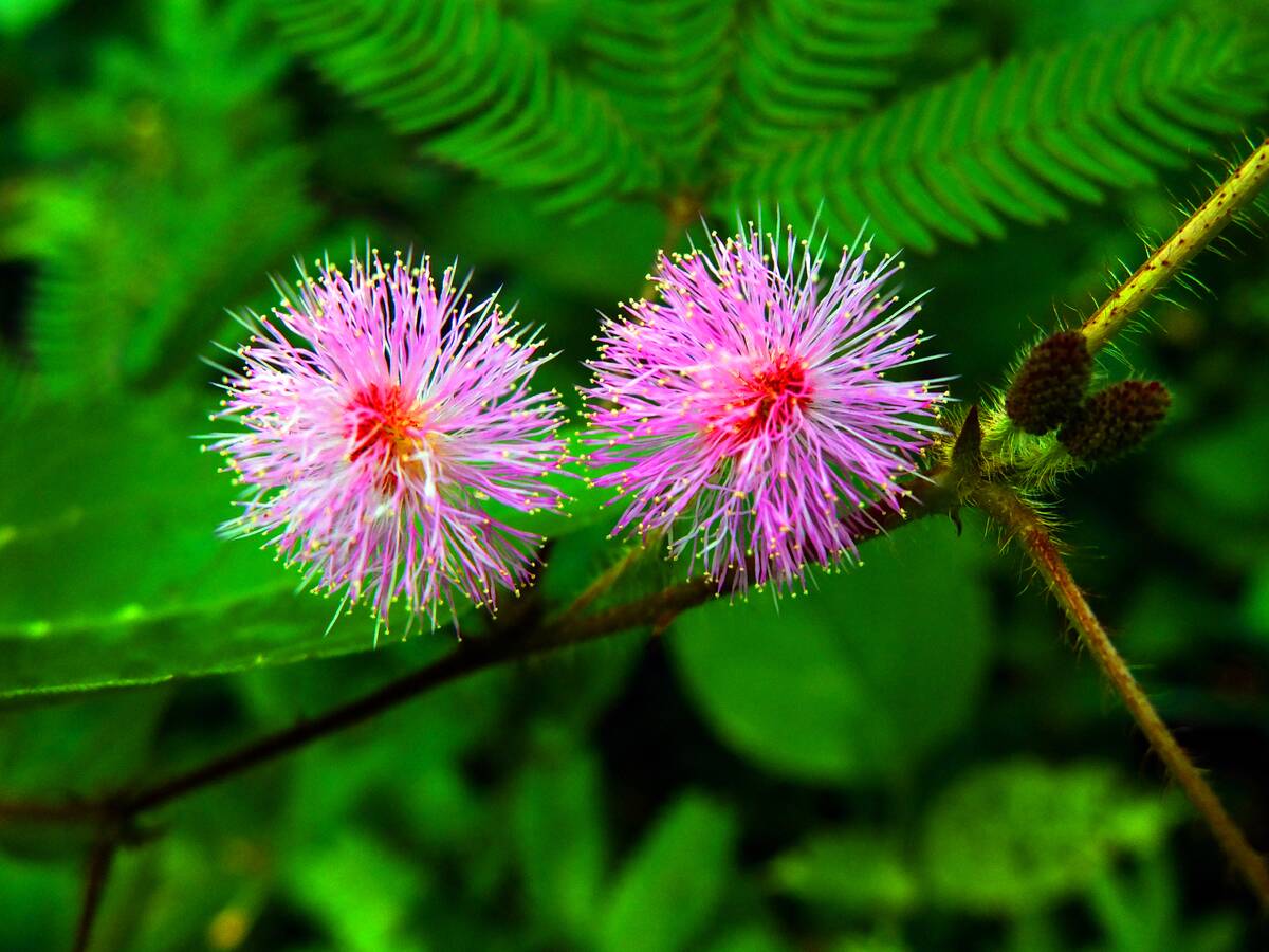 Touch-me-not flowers (Mimosa pudica)