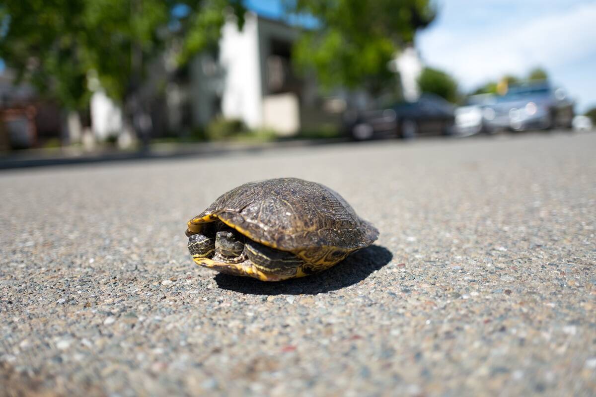 Turtle Crossing Road