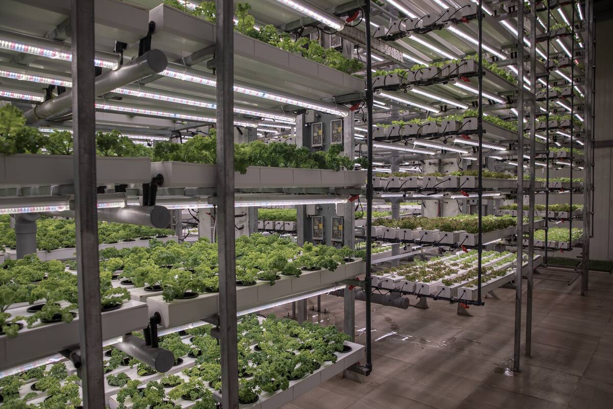 UAE Looks To Agritech To Ease Food-Security Concerns