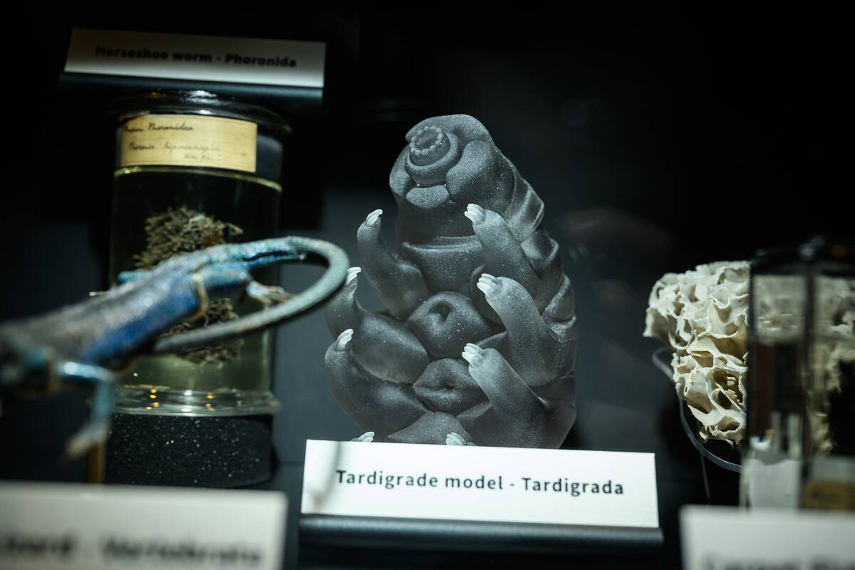 UCL's Grant Museum Of Zoology Reopens To The Public After £300k Revamp