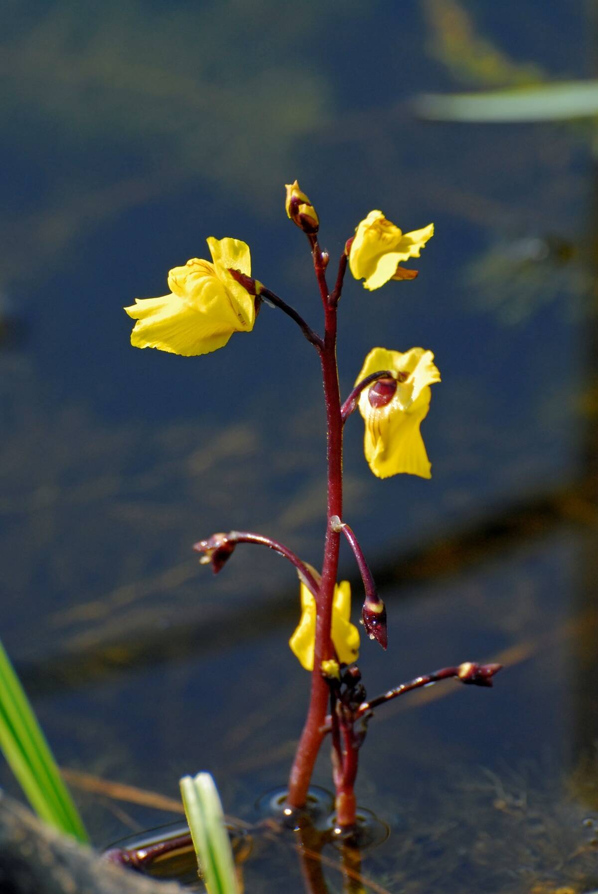 Utricularia vulgaris. Common Bladderwort