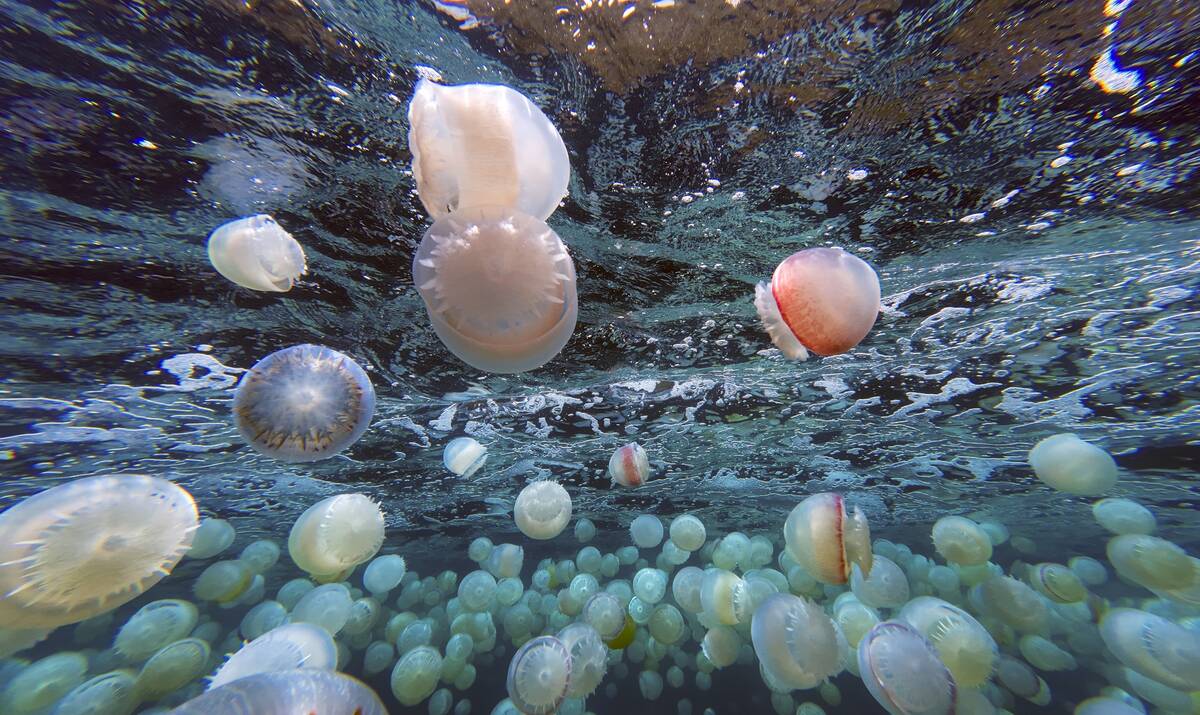 VENEZUELA-ENVIRONMENT-OCEAN-JELLYFISH