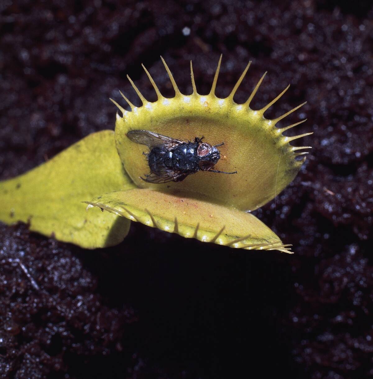 Venus flytrap (Dionaea muscipula) with a prey...