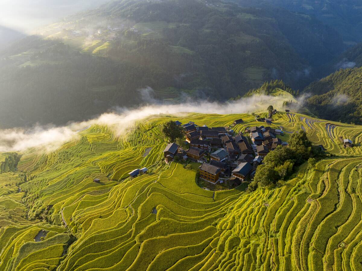 Villagers Harvest Rice On Jiabang Rice Terraces In China's Qiandongnan