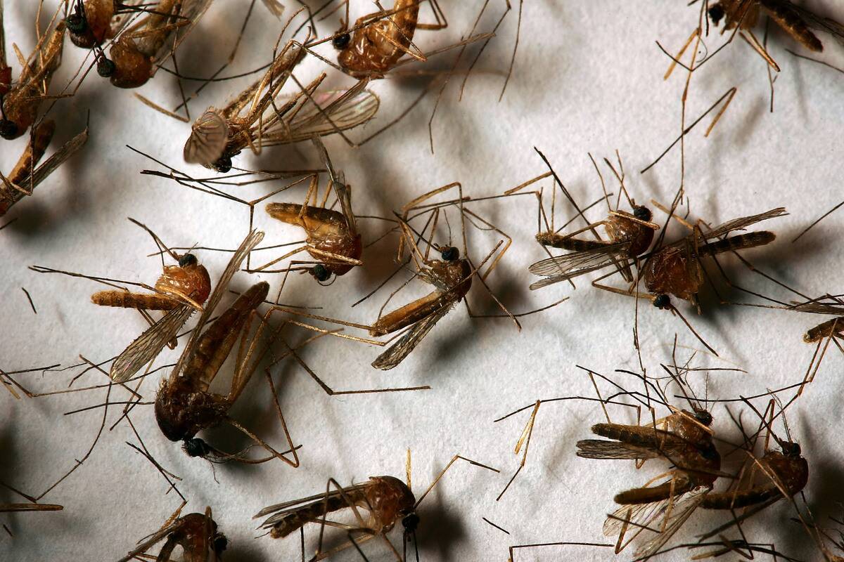 West Nile Virus Mosquitoes Return Early To California