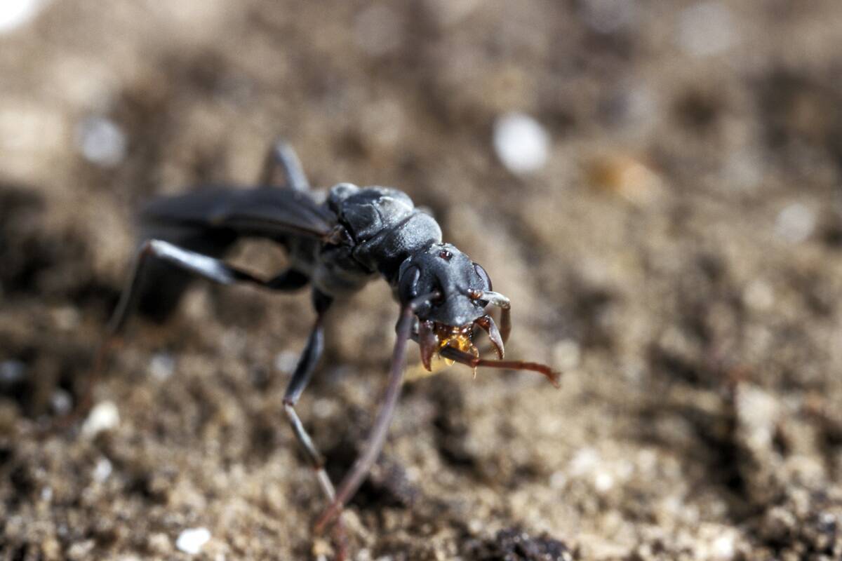 When David & Goliath Share A Home