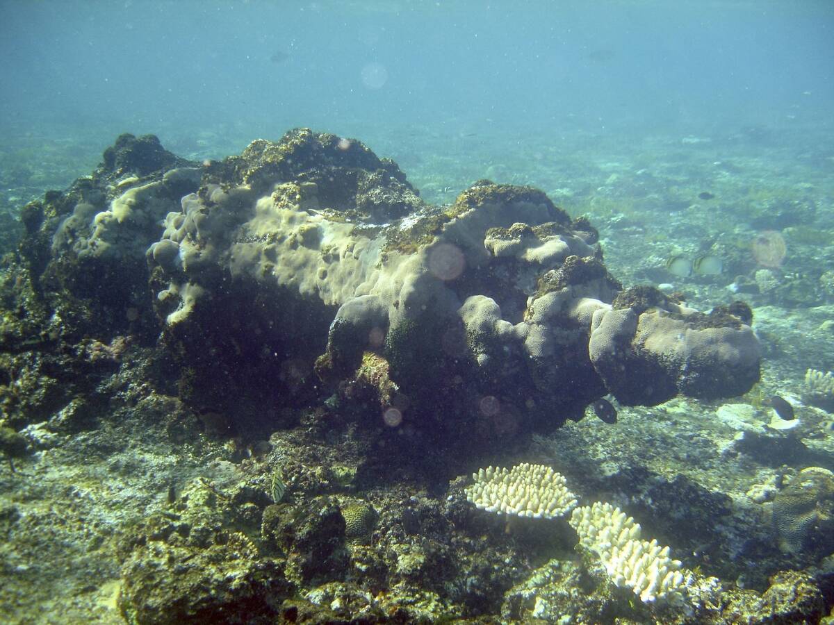 Windlass from barque 'Fatima' wrecked in 1854,