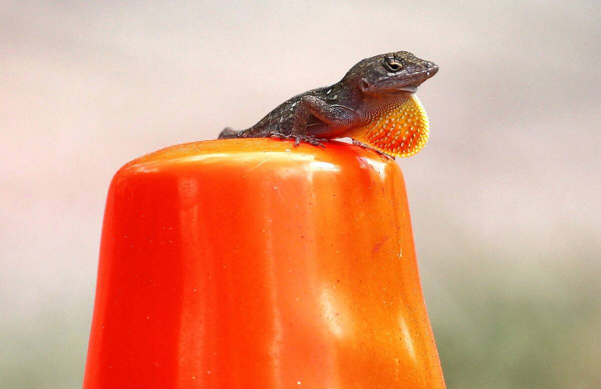 Winter heat wave in Florida