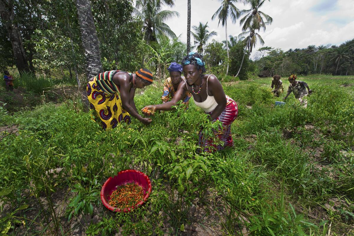 Women harvest vegetables in Mafinda, Sierra Leone.