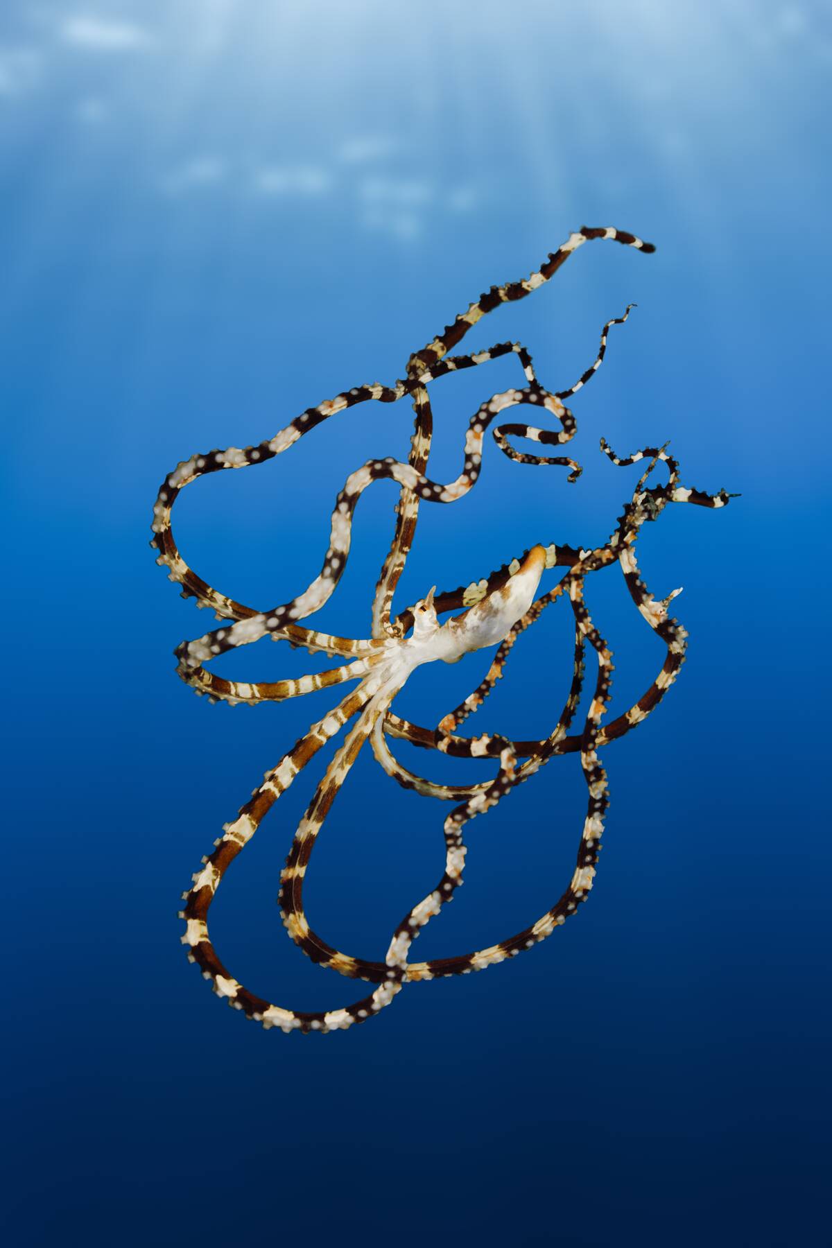 Wonderpus Octopus, Wunderpus photogenicus, Lembeh Strait, North Sulawesi, Indonesia