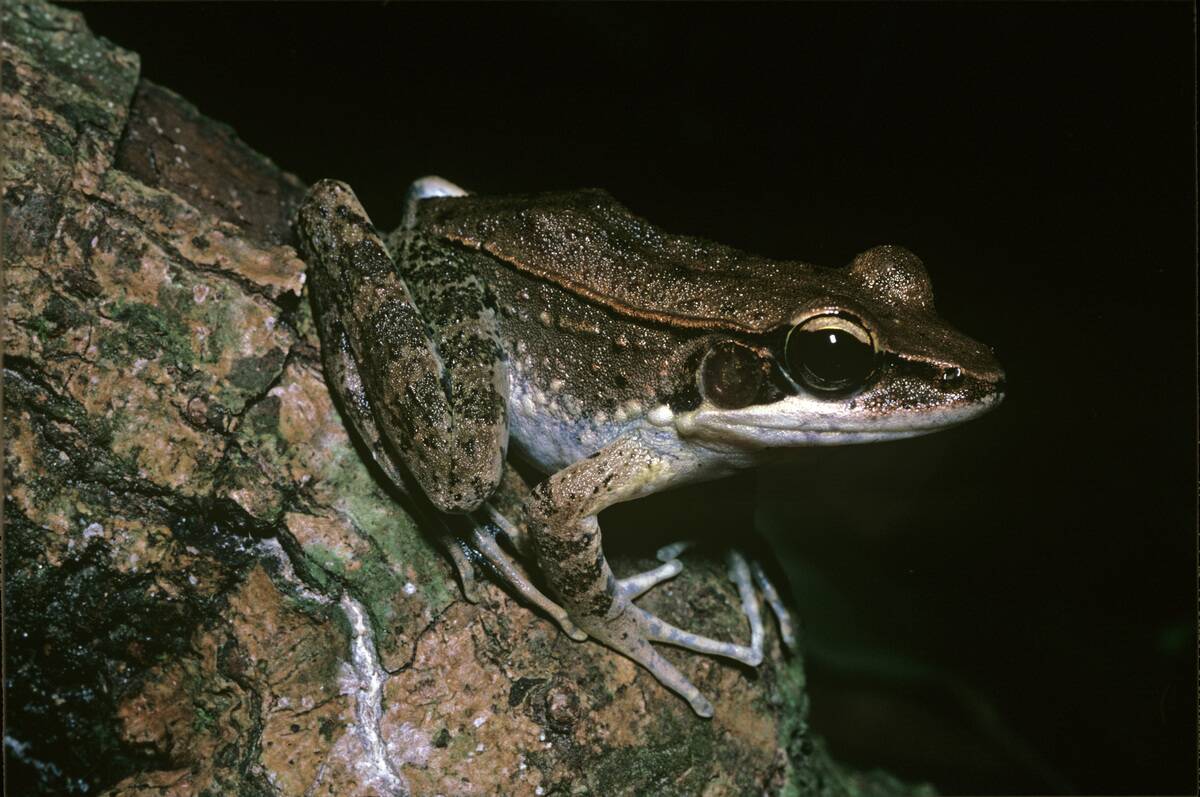 Wood frog, Hylarana daemeli