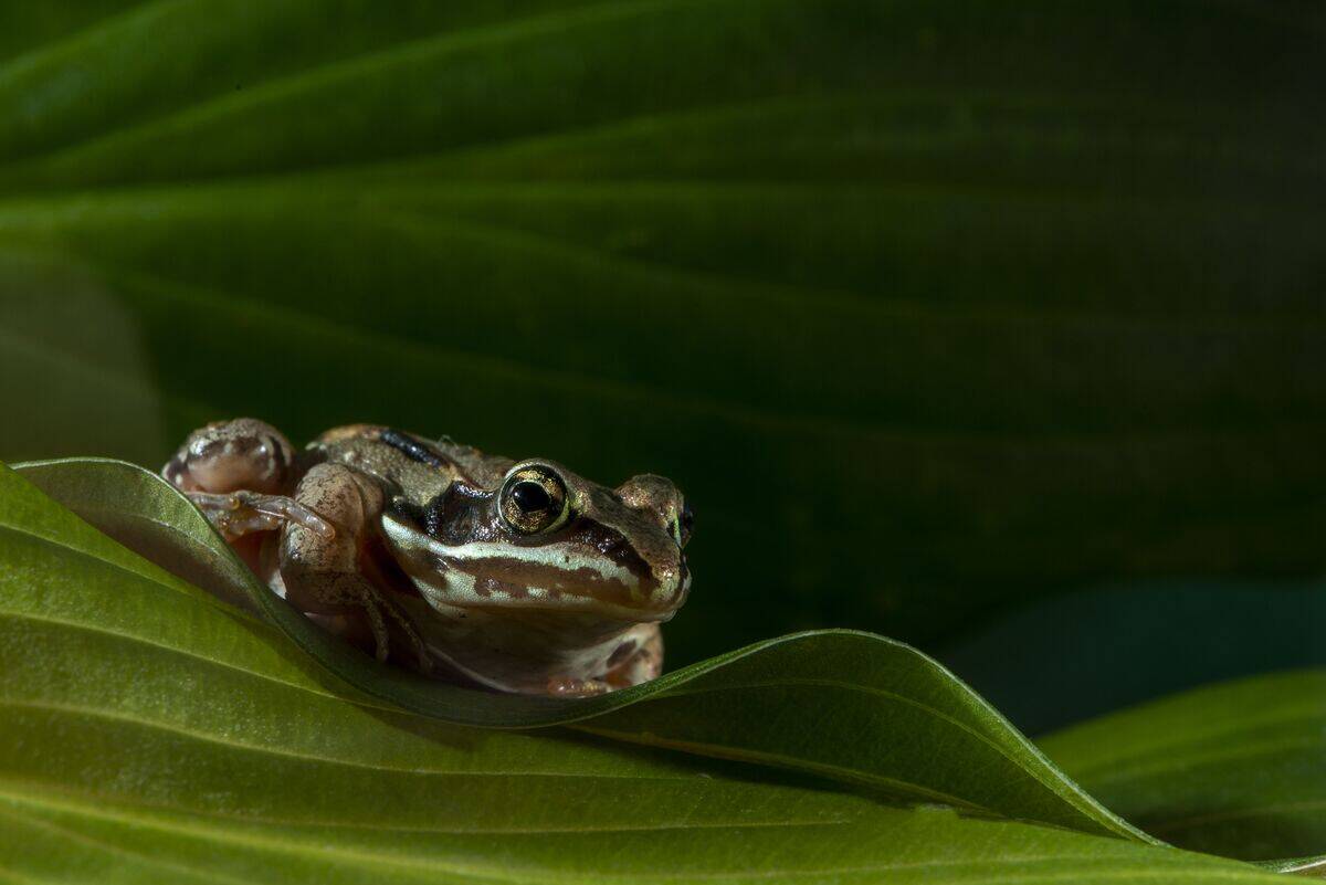 Wood frog, Rana sylvatica, on green leaf.
