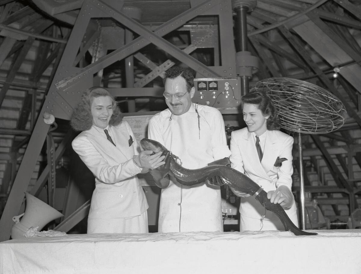 World's Fair Employees Holding Eel