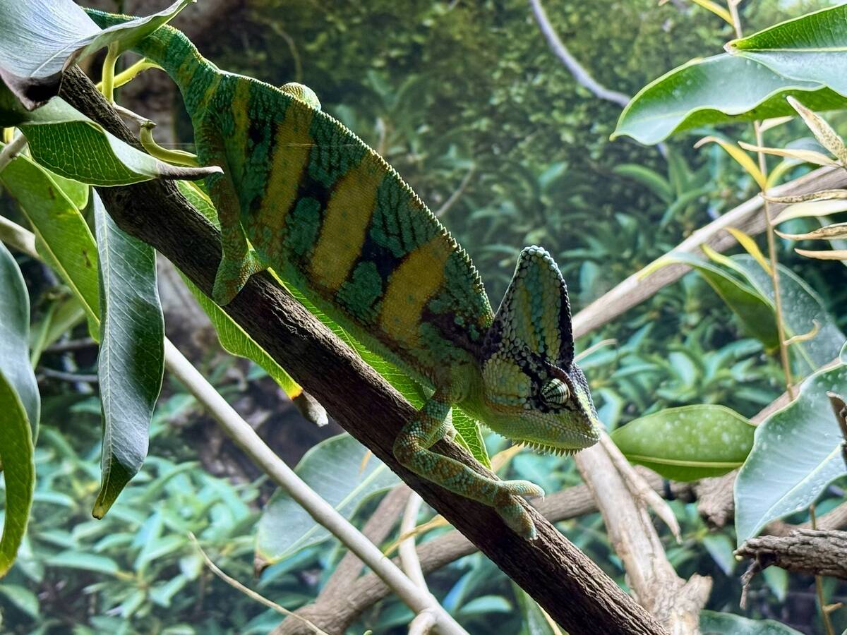 Yemen chameleon