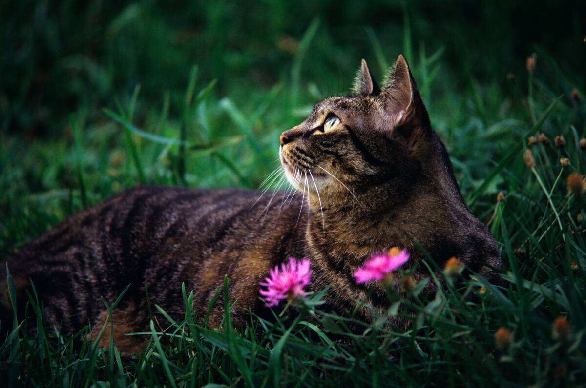 1990s Brown Domestic Cat
