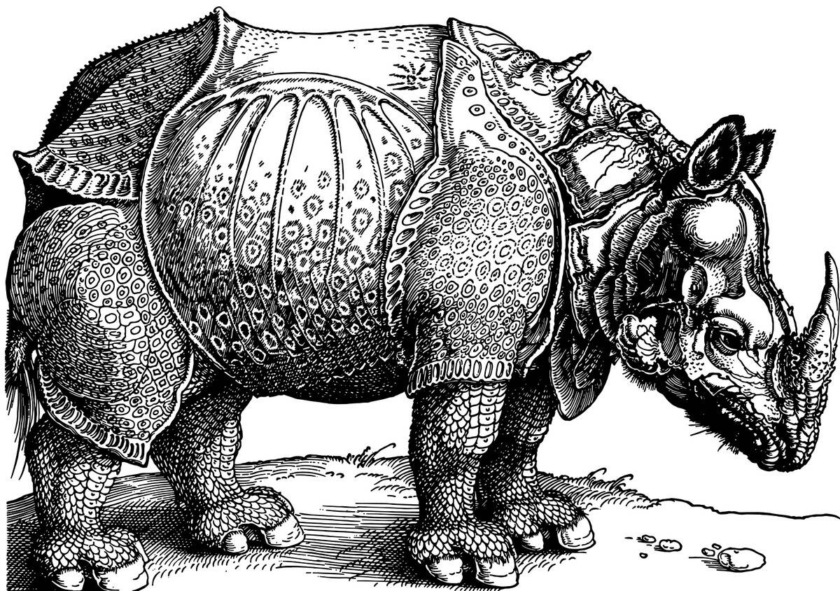 Duerer_Rhino (1)