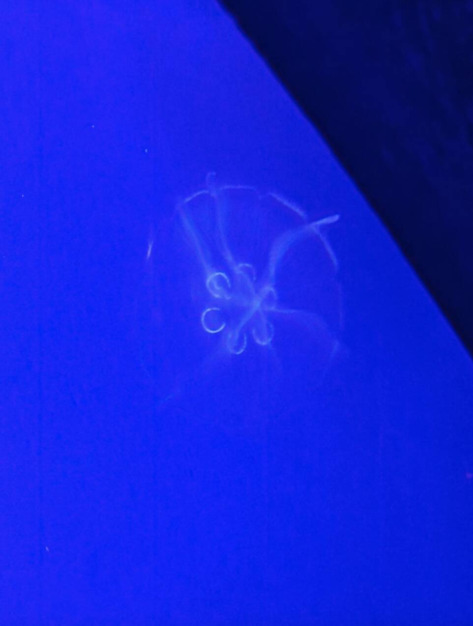 Screenshot 2025-11-05 at 4.17.02 PM