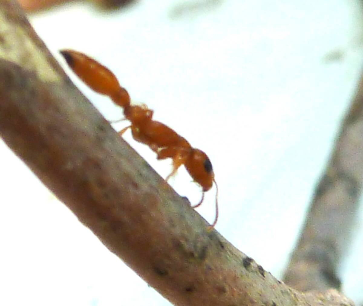 Tetraponera_natalensis,_werkerkaste,_d,_Pretoria