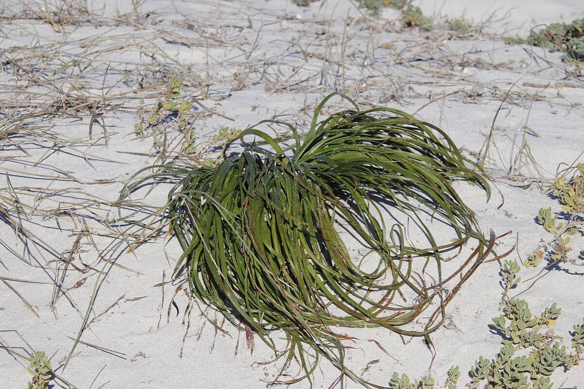 Trachyandra_divaricata_125985320