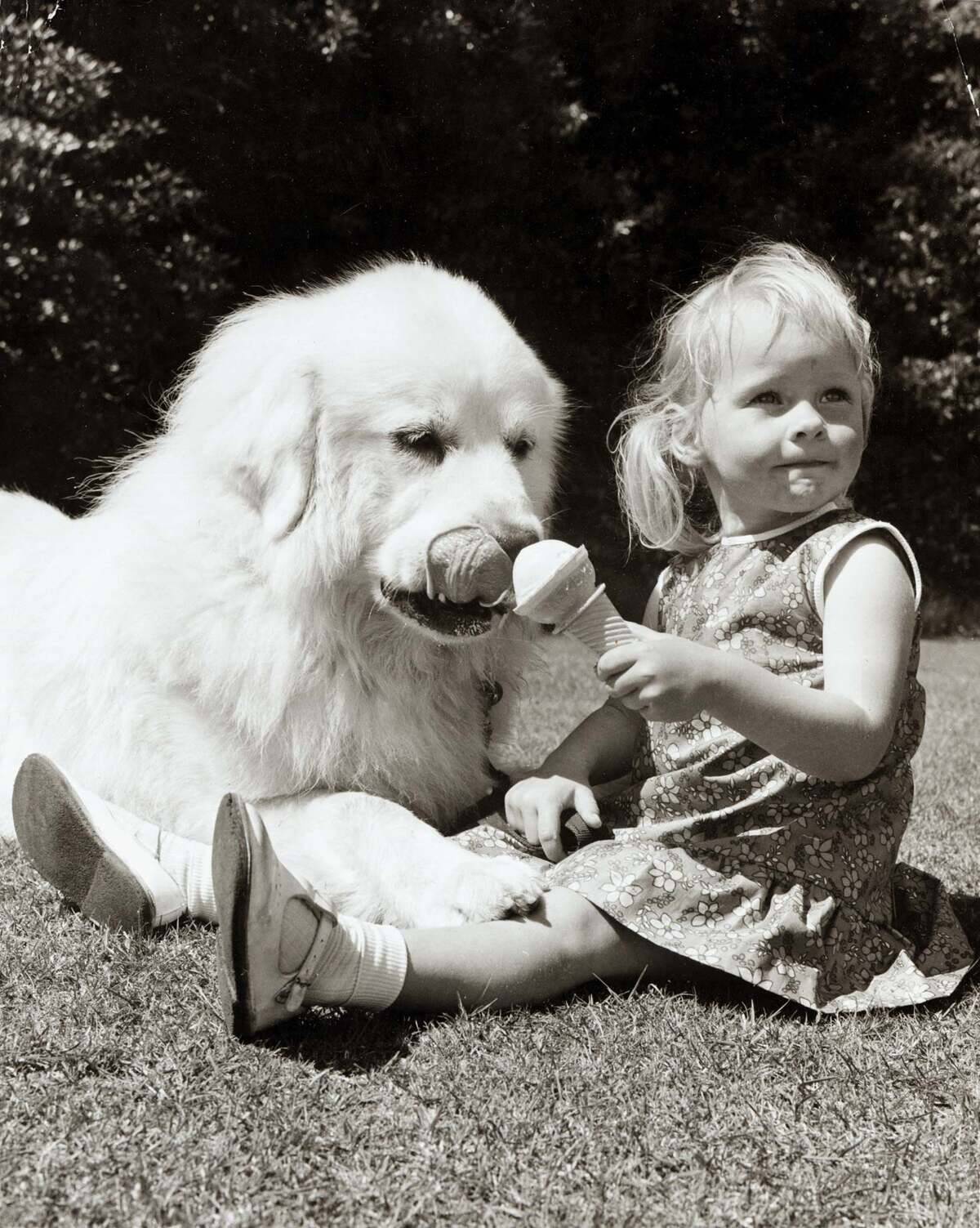 A little girl shares an ice cream with her dog
